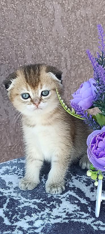кошки манчкины: Скотиш Страйт (Шотландская прямоухая), 1 месяц, Мальчик, Золотая шиншилла, Приучена к лотку, Проглистована — 5