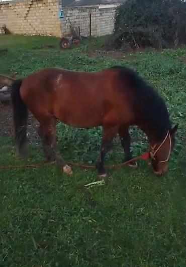 Atlar: Qəhvəyi rəngli at - Cins: yerli tip, qara yalı və quyruğu - Rəng — 6