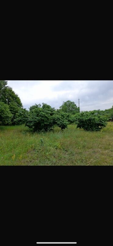 аренда домов в баку: 33 sot, Mülkiyyətçi, Kupça (Çıxarış)