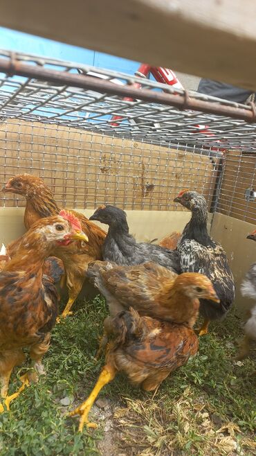 Птицы: Продаю цыплята домашней породы, несушки- 2- х месячные.цена 300 сом