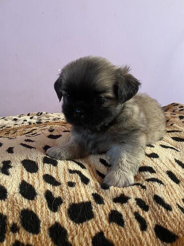 itləe: Pekines, 2 ay, Dişi, Ünvandan götürmə