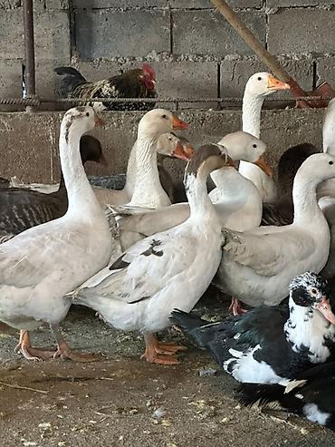 Другие с/х животные: Гуси домашние, серые и белые, молодые особи. Порода Линда 21 голова в — 7