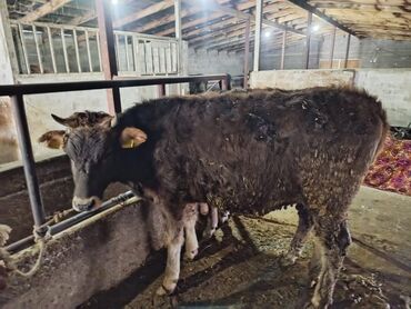 Коровы, быки: Продаю | Тёлка | Алатауская | На забой, Для разведения — 7
