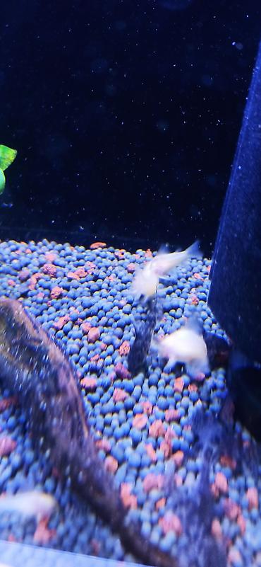 ucuz danalar: Akvarium üçün albino Corydoras panda (cory balığı) qrupu ölçüləri 5 sm — 5