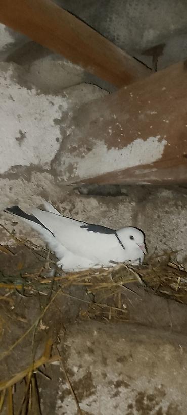 Quşlar: Məhsul: Ev göyərçinləri (bir neçə fərqli rəng və naxış) Təsvir: - — 2