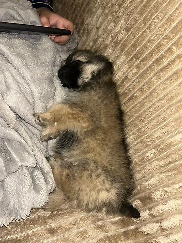 balaca it cinsləri: Pekines, 2 ay, Dişi, Peyvəndli, Ödənişli çatdırılma, Ünvandan götürmə — 3
