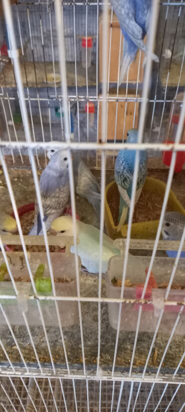 Tutuquşları: Her reng balalar var qiymetler muxtelifdir 12 manatdan baslayir 15 20 — 6