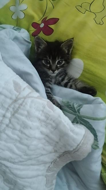 новорождённые котята: Кошка даром: Беспородная, 1 месяц, Мальчик, Приучена к лотку — 2