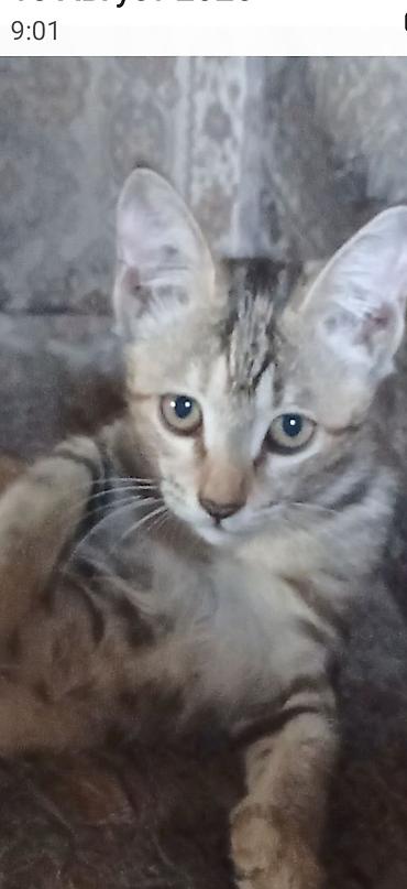 ищу котят: Скотиш Фолд (Шотландская вислоухая), 3 месяца, Мальчик, Рыжий — 7