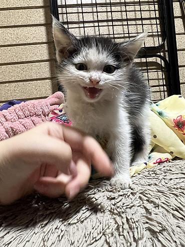 каракол котята: Кошка даром: Беспородная, 2 месяца, Девочка, Приучена к лотку — 3