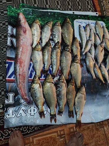 прикормочный кораблик для рыбалки: 🎣 Набор на рыбалку – озеро Балхаш! проверенное место, отличная