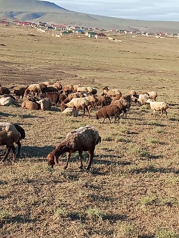 Mal-qara: Bir bağır heyvandi 130-140 basdı real almaq istəyən əlaqə saxlasın — 4