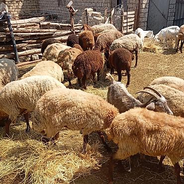 qara avstraloq: Qoyun və keçi sürüsü satılır - Növ: yerli ətlik-yunlu qoyunlar və — 3