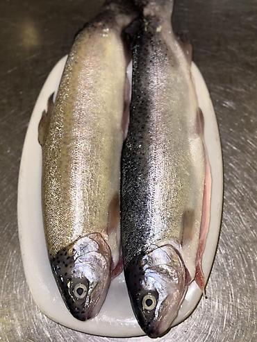 teleskop baliq: Fresh Forel, Pərakəndə — 1