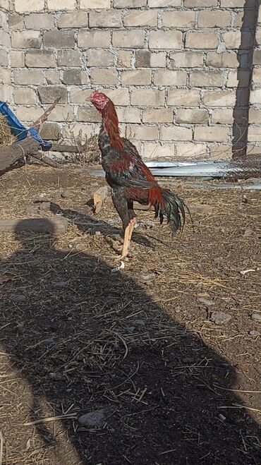 Xoruzlar: Satılır tecılı pul lazımdır deyə anacaq mamiz vurur xoruz 8ayligdi — 6