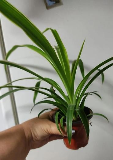 Другие комнатные растения: Хлорофитумы. распродажа Хлорофитум - можно по праву назвать — 6