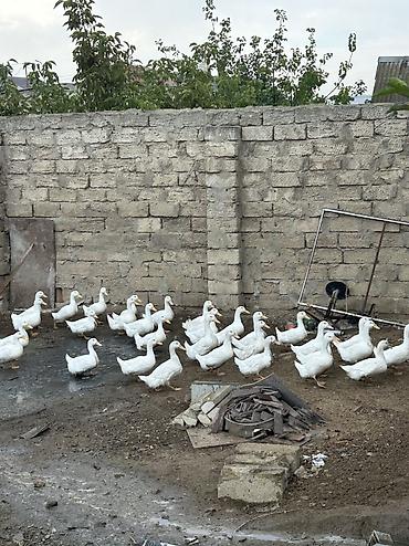 induşka qiyməti: Temiz çəki 1.500 ucuz qiymete tam orqanik — 2