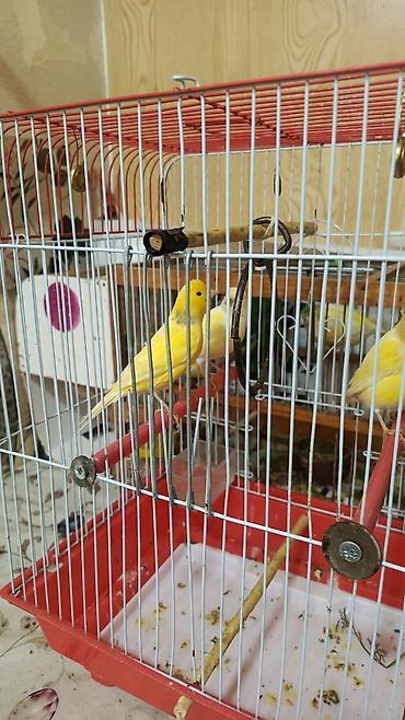 bulbul quşu: Salam. İki cüt 1 yaş cüt düşür. Erkəklər oxuyur. 4 nedə götürənə — 3