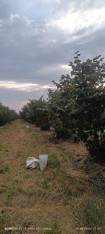 limon ağaçı: Xaçmaz rayonu, Hacıəhmədoba kəndində fındıq bağı satılır! 🌳 1500-2000 — 4