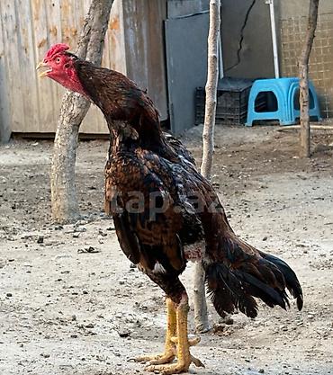 heyrətilər: Heyvan 2yaş tamamdi temiz toyuq tukdu cinsli qanli heyvandi heyet — 1