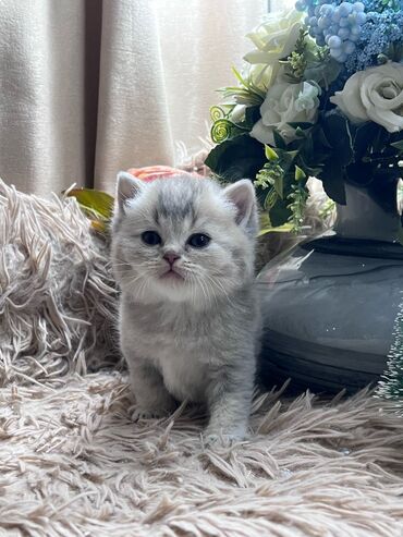 Pişiklər: Britan, Pulsuz çatdırılma — 8