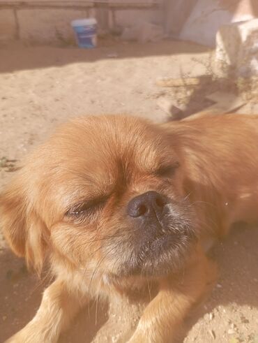доберман цена баку: Pekines