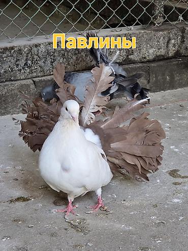 уй сатып алам бишкек: Голуби декоративных пород. - Павлиньи голуби: выразительный веерный — 1