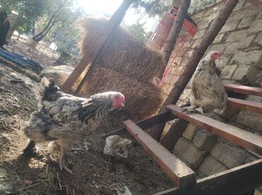 Digər quşlar: Mayali brama yumurtasi.unvan Yeni ramani
catdrilma neftciler — 10