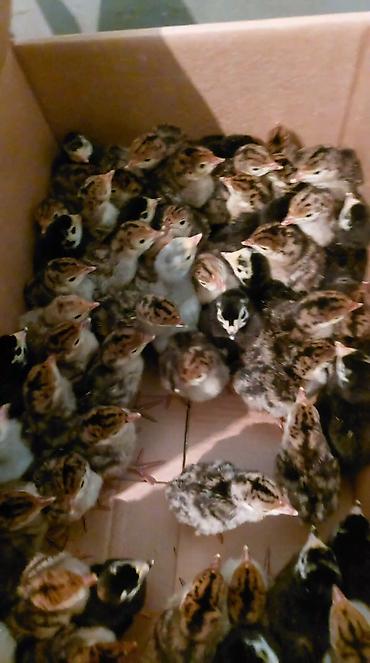 Cücələr: Hinduşka cücələri, Ətlik — 4