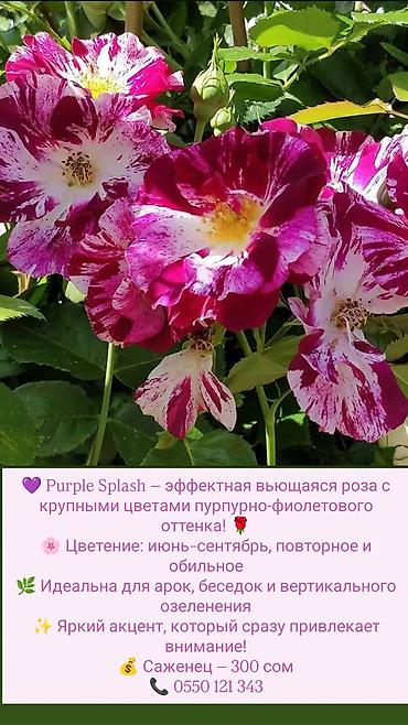 коробки для цветов бишкек: Саженцы Платная доставка — 9