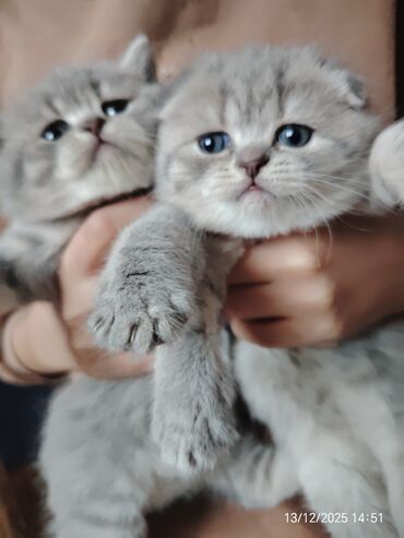 Pişiklər: Erkək, Dişi — 8