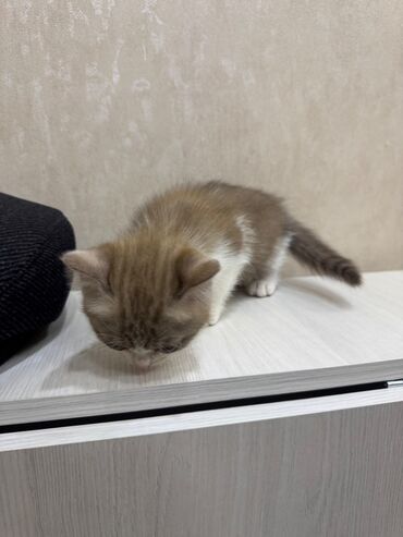 Pişiklər: Şotland, Dişi, Erkək, Ödənişli çatdırılma, Ünvandan götürmə — 2