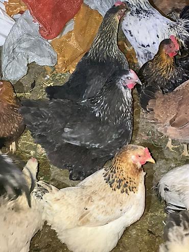 Куры, петухи: Продаю | Куры | Домашняя | Несушки — 9