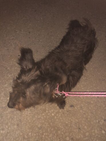 продам собаку объявление: 2 года, Самец, С прививками, Самовывоз