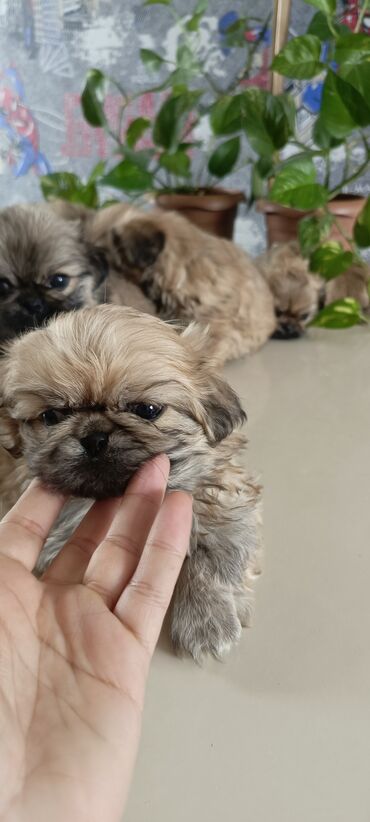 balaca it cinsleri: Pekines, 2 ay, Erkek