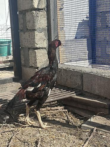 Xoruzlar: Xoruz, il: <1 — 6