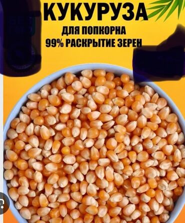 лук репчатый цена за 1 кг: Кукуруза В розницу