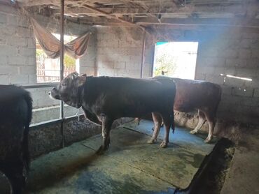 в какой приют можно отдать собаку: Продаю | Бык (самец) | Полукровка, Алатауская | На откорм | Привязанные