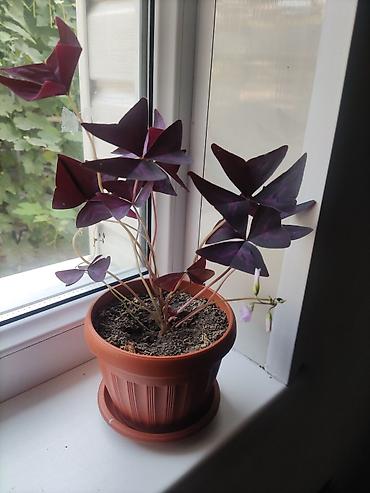 комнатный плющ: Традесканция Зебрина (Tradescantia zebrina) - Укоренённое комнатное — 2