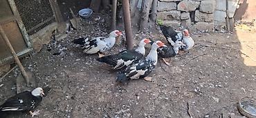 Ördəklər: Musk ördəkləri (indoutka) – qara-ağ ləkəli rəngdə sürü 15-20man - — 2