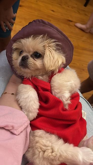 mal bazari: Reyal alıyıcıya endirim olunacaq Golden Pekinisdi üstündə daşıma — 3