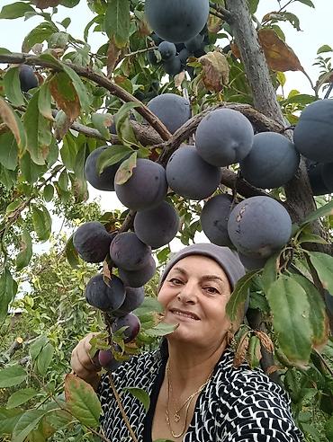 Фрукты и ягоды: Саженцы всех видов — питомник плодово-ягодных культур. Большой — 6