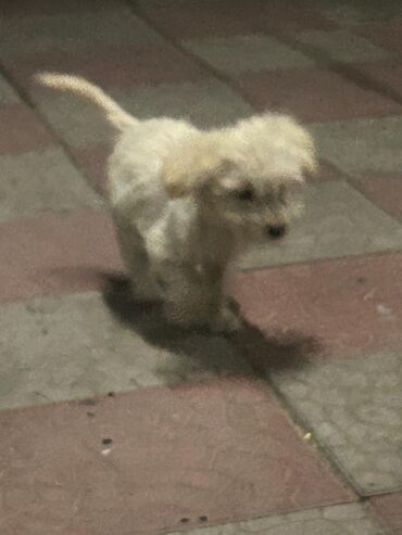 Продажа собак: 3 месяца, Самец — 7