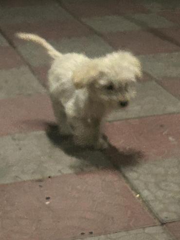 Продажа собак: 3 месяца, Самка — 4