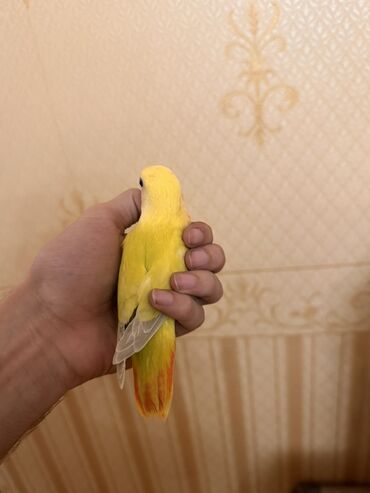 Tutuquşları: Salam 1 aylığ 4ədəd bala nerazluçnikdir. Tam sağlamdırlar ələ — 4