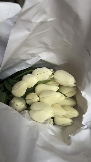 Букеты из живых цветов: ГОЛЛАНДСКИЕ ТЮЛЬПАНЫ К 8 МАРТА 🌷 Высота 60–70 см - крупные бутоны at lalafo.kg — 9 Букеты из живых цветов: ГОЛЛАНДСКИЕ ТЮЛЬПАНЫ К 8 МАРТА 🌷 Высота 60–70 см - крупные бутоны — 9