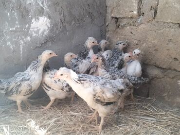 Digər quşlar: Salam tam saglam serebrist cücələri satılır. Qiymeti 3azn Vitamin ve