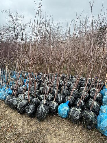 Ağaclar: Her növ ağaclar ve dekarativ ağaclar çox ucuz ve qarantili gubresiz — 43