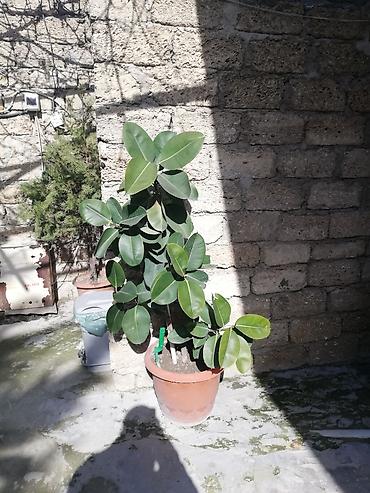 banan agaci: Geniş yarpaqlı “Ficus elastica” (rezin ağacı) saksı bitkisi - Növ — 1