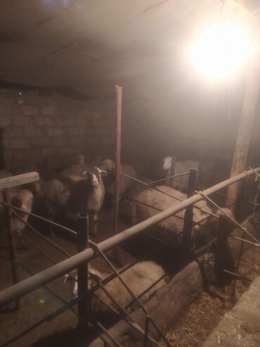 Qoyunlar, qoçlar: Qoyun sürüsü satılır - Növ: yerli qarışıq (ağ və qəhvəyi rəngli, uzun — 1